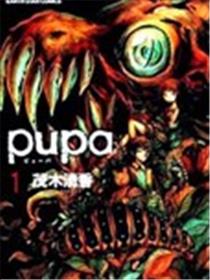 pupa海报