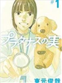 悬铃木果实海报