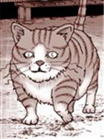 知晓宇宙真理的猫咪海报